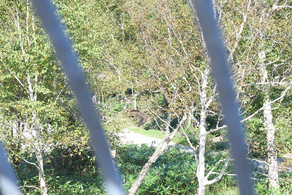 ベアマウンテン