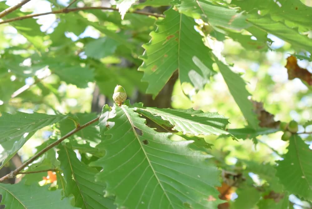 ベアマウンテン