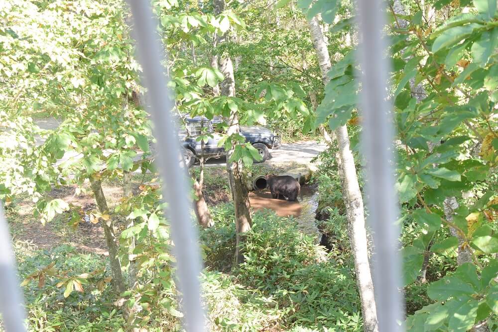 ベアマウンテン