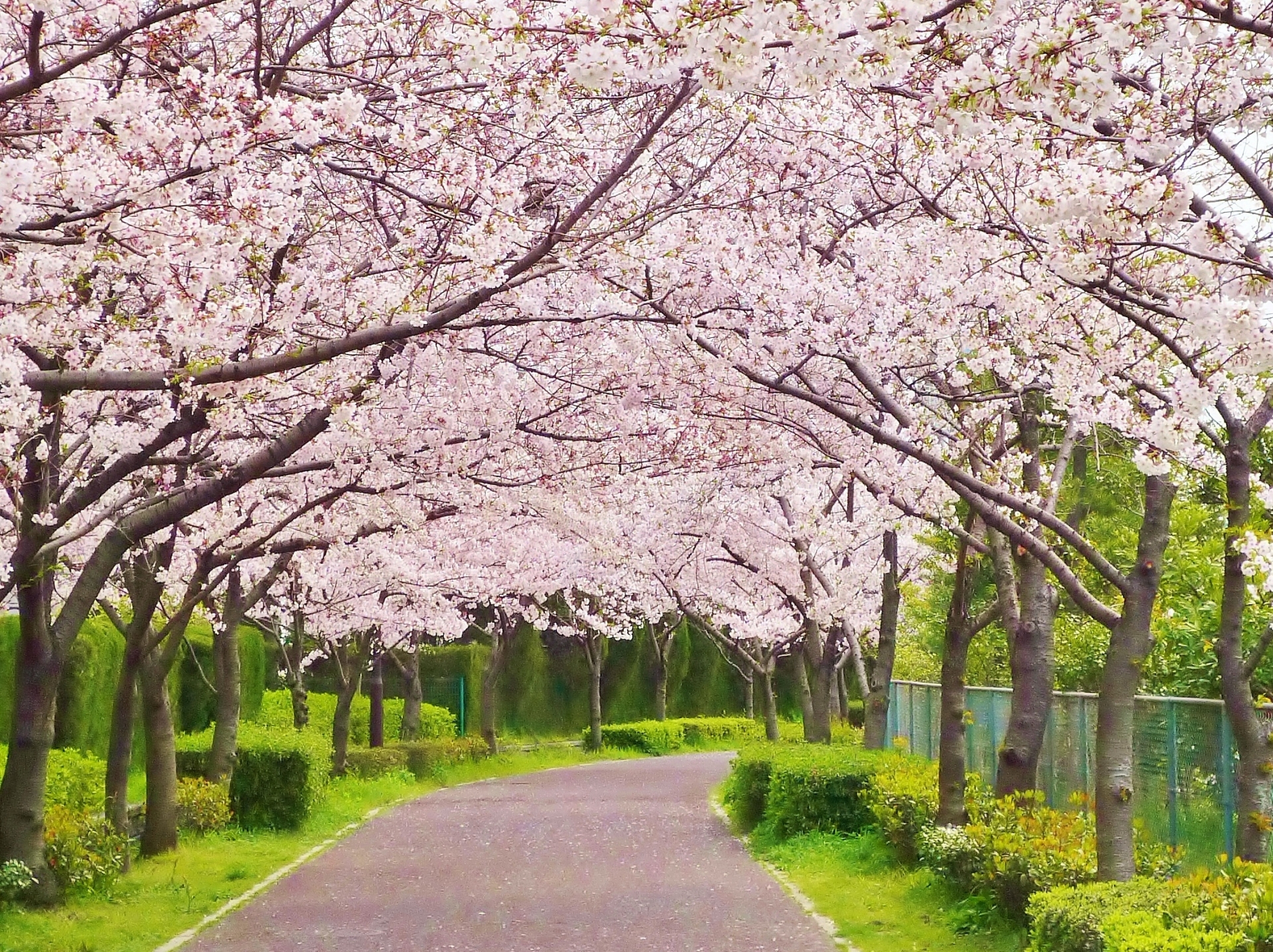農試公園の桜