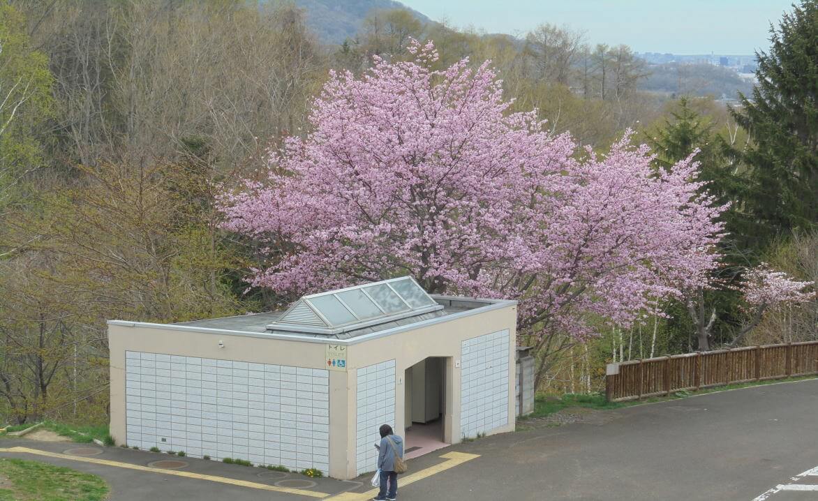 エゾヤマザクラ