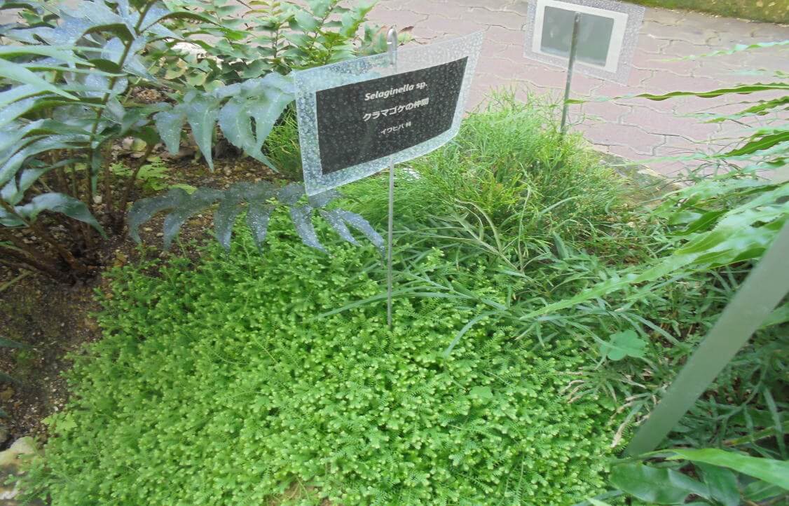 北海道大学植物園