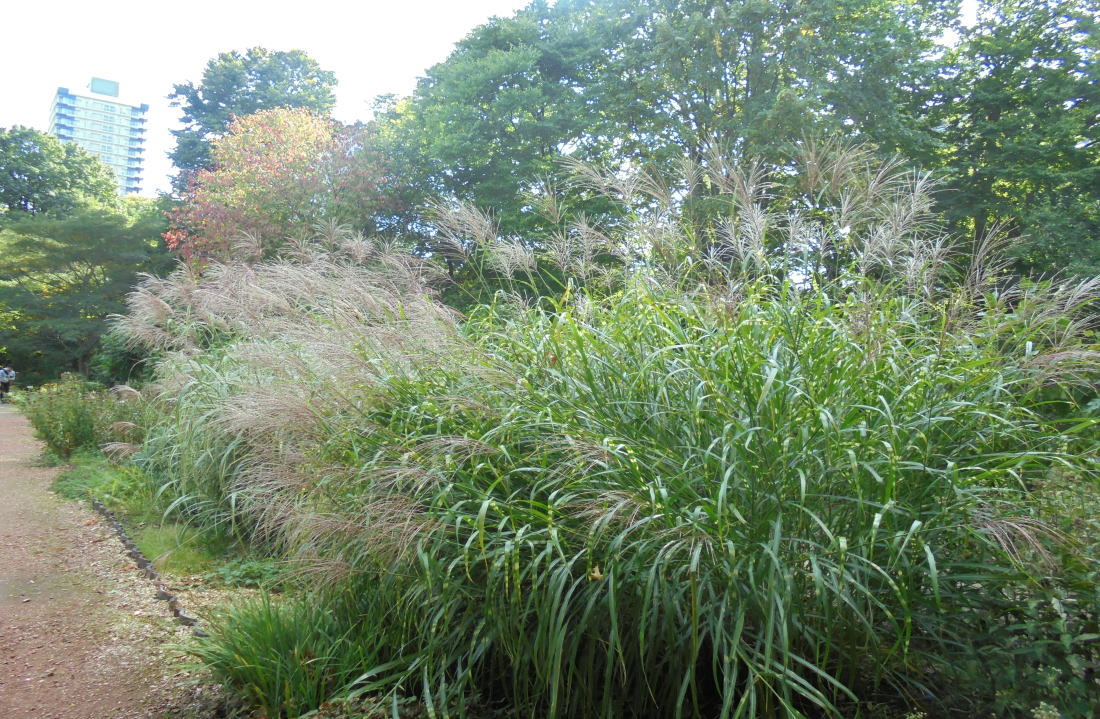 北海道大学植物園