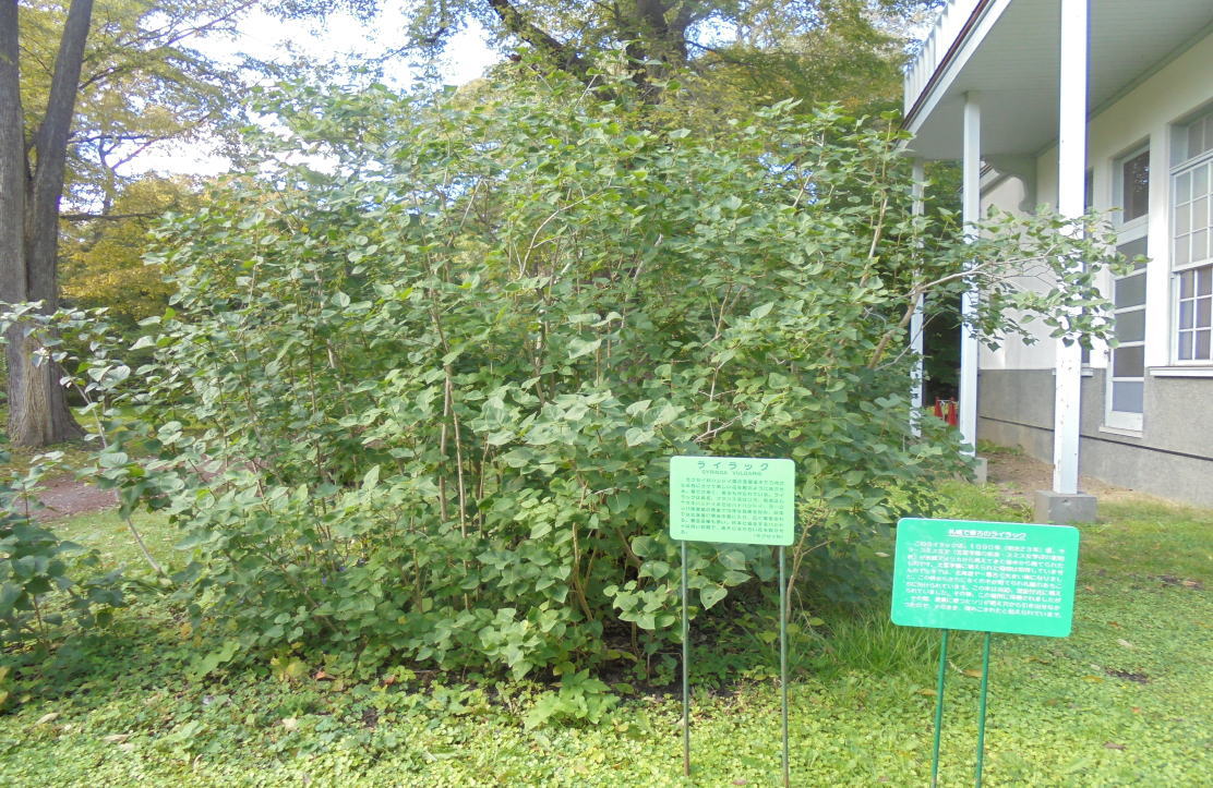 北海道大学植物園