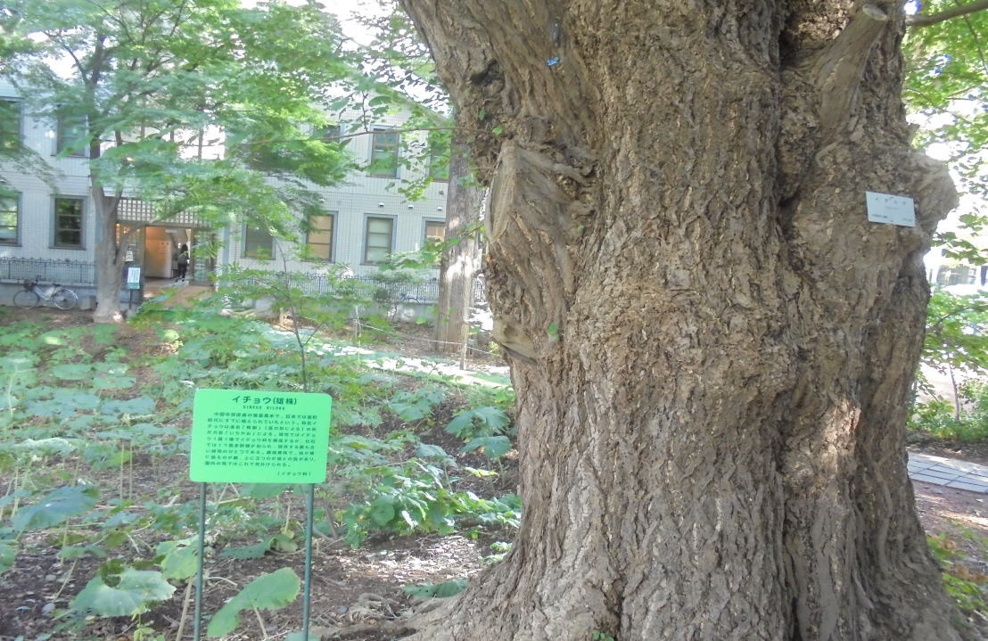 北海道大学植物園
